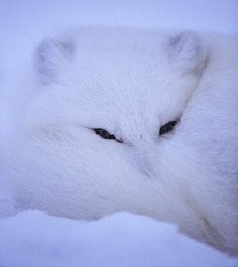 (HP同人)白狐